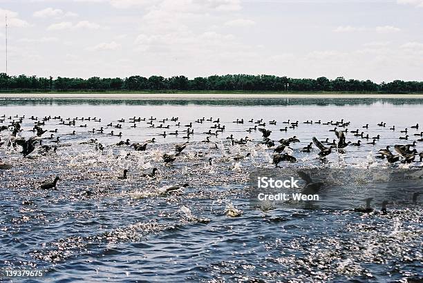 Ducks Prendere Il Volo - Fotografie stock e altre immagini di Acquitrino di torbiera - Acquitrino di torbiera, Ambientazione esterna, Anatra - Uccello acquatico