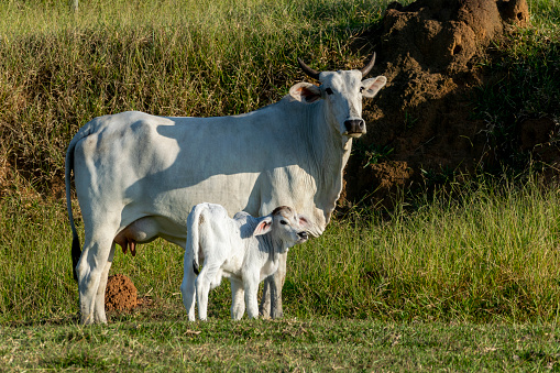 Domestic cows eating grass outdoors in nature.