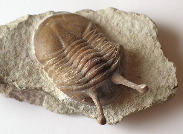 istock Stalk-eyed Trilobite 139379733
