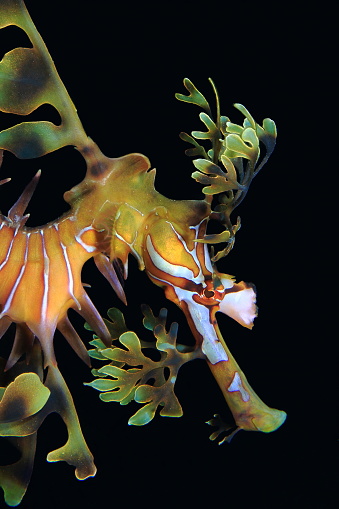 Vertical portrait of a leafy sea dragon with a black background