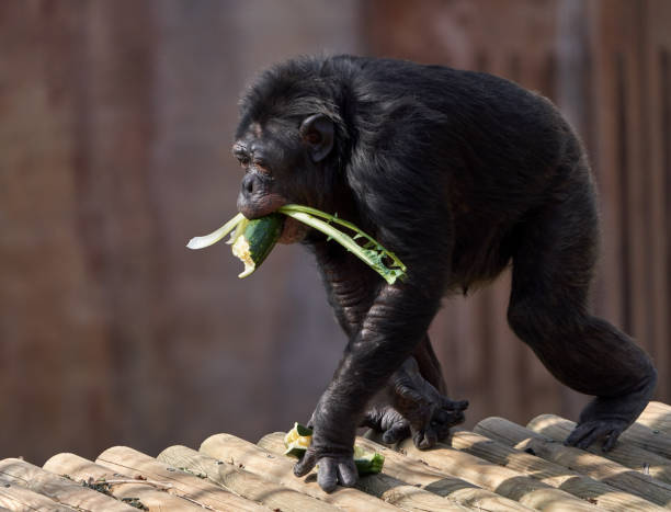 Side view of a gorilla licking a wooden post. Close-up captures natural primate behavior, curiosity, and texture of fur and wood against a soft background.
