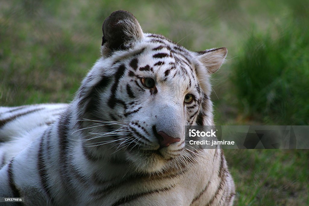 White Tiger - Lizenzfrei Weißer Tiger Stock-Foto