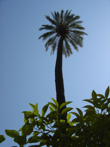 sevilla palm tree 