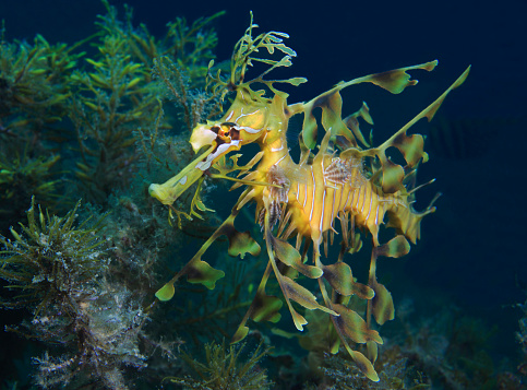 Single Leafy sea dragon side view