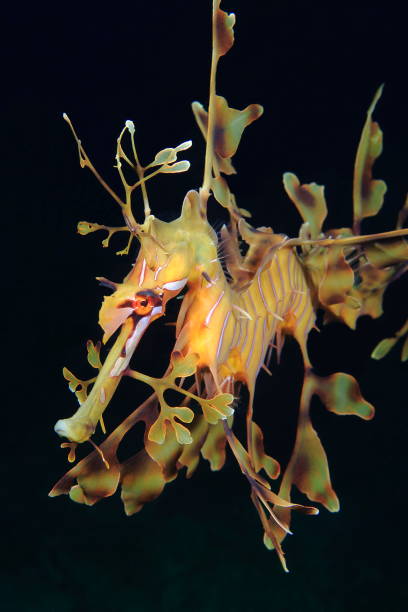 istock leafy sea dragon Kangaroo island Australia 1393798746