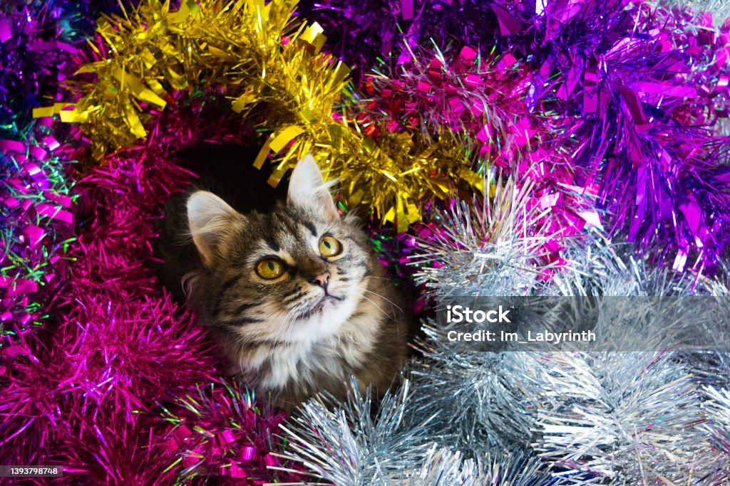 Christmas Cat. Photo by beautiful cat in the colored tinsel. Animal Stock Photo