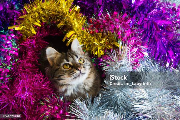 Christmas Cat Stock Photo - Download Image Now - Animal, Animal Hair, Animal Themes