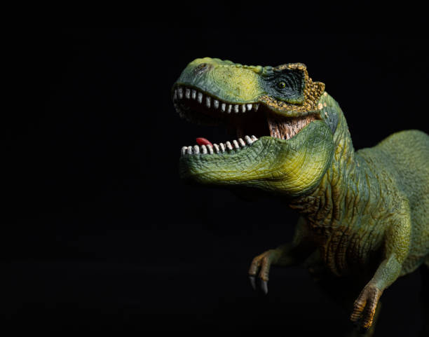 tyrannosaurus rex auf schwarzem hintergrund - prehistoric antiquity stock-fotos und bilder