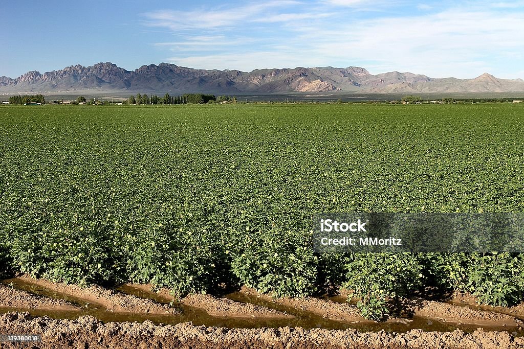 Cottonfield - Foto de stock de Nuevo México libre de derechos