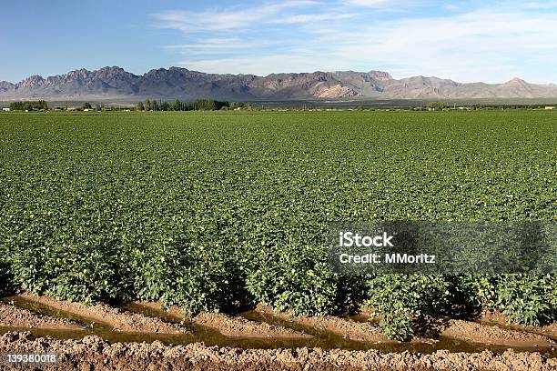 Cottonfield Foto de stock y más banco de imágenes de Nuevo México - Nuevo México, Planta de algodón, Aire libre