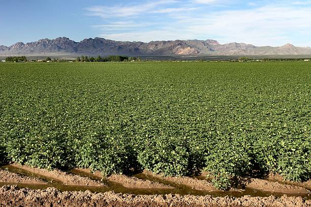 cottonfield - rio grande new mexico river valley foto e immagini stock