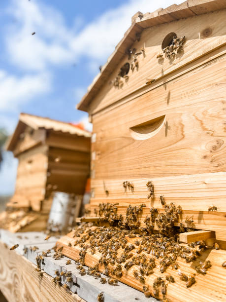 ハナバチハイブ - beehive bee colony wax ストックフォトと画像