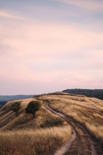 hermosa colina cubierta de hierba seca al atardecer, colorido cielo pastel. - bush landscape landscaped scenics fotografías e imágenes de stock