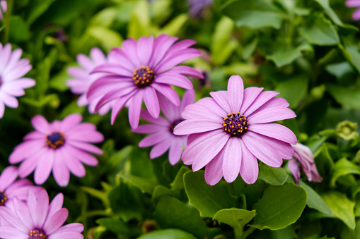 pink gerbera daisy