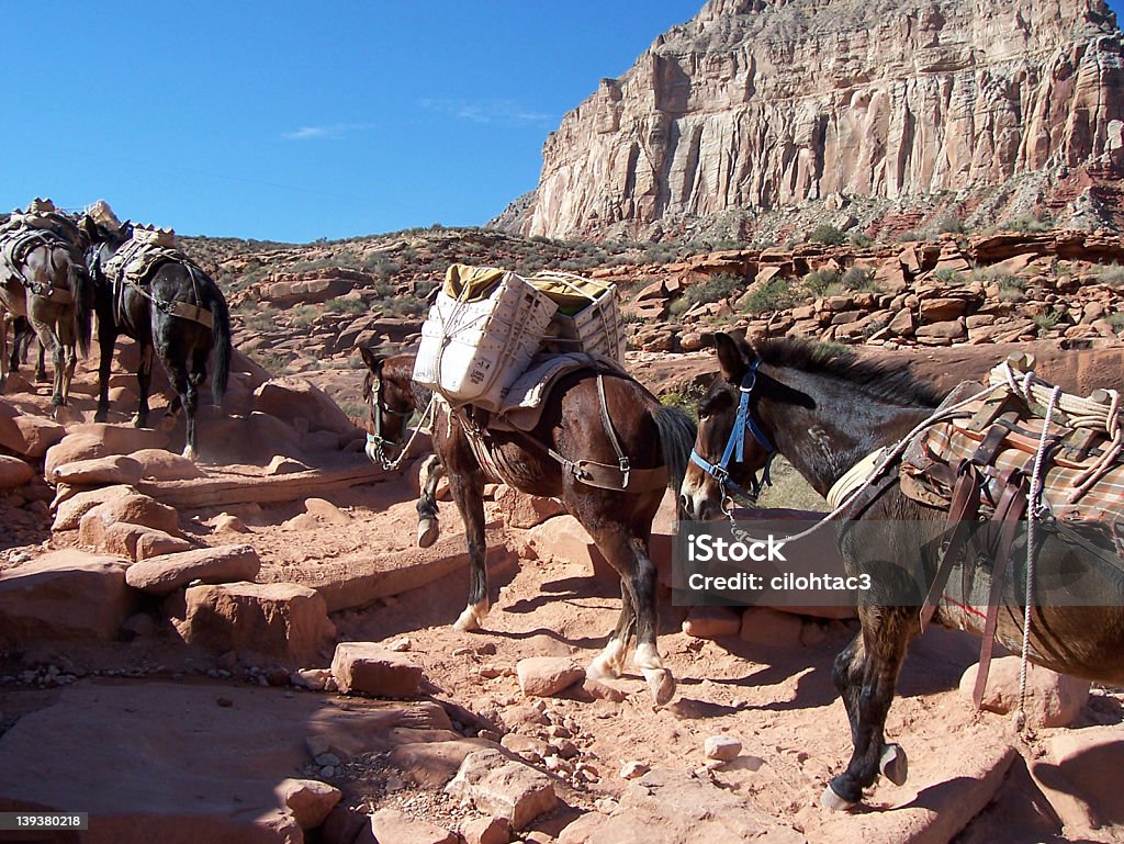 Mule tren en el Gran Cañón - Foto de stock de Supai libre de derechos