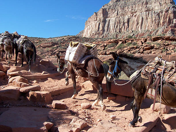 A picture of mules in a line at the Grand Canyon Mule pack train bringning the mail and other goods from the village of Supai, Arizona, at the bottom of the Canyon, to the rim at Hualapai Hilltop. havasupai indian reservation stock pictures, royalty-free photos & images