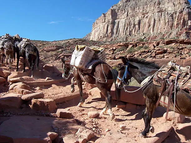 Mule pack train bringning the mail and other goods from the village of Supai, Arizona, at the bottom of the Canyon, to the rim at Hualapai Hilltop.