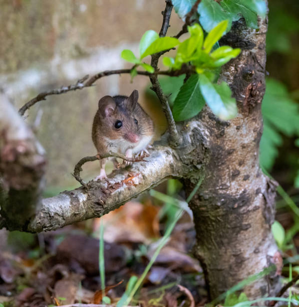 Taken in the photographer's garden in Sevenoaks.  The animal was repeatedly climbing this shrub to access a bird table that has some morsels left for the local birds.