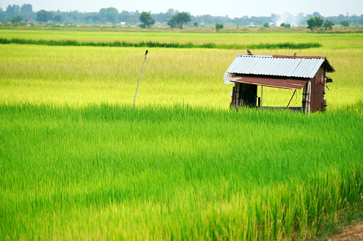 landscape of a beautiful small hut in green rice paddy field
