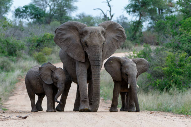 istock Elephant herd in the Kruger National Park 1393803727