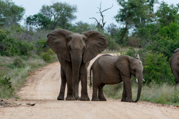 istock Elephant herd in the Kruger National Park 1393803731