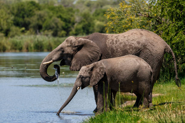 istock Elephant drinking in the Kruger National Park 1393803760