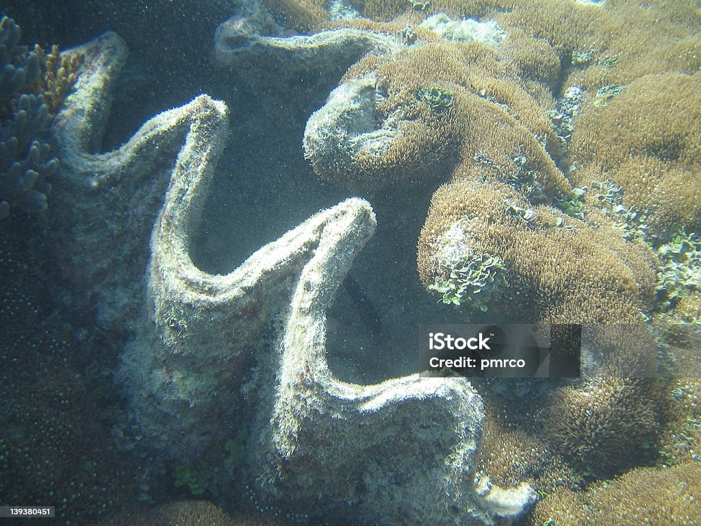 Grande barriera corallina 4 - Foto stock royalty-free di Acqua