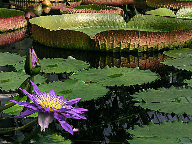 Giant Amazon Water Lily OLYMPUS DIGITAL CAMERA  (C5050)  shot at Kew Gardens, London April 2001 kew gardens stock pictures, royalty-free photos & images