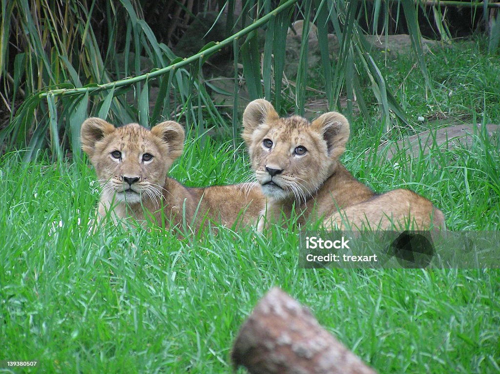 Лев Cubs - Стоковые фото Африка роялти-фри