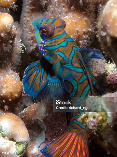 Mandarin Fish Stock Photo - Download Image Now - Coral - Cnidarian, Island, Mabul Island