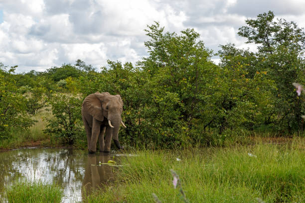 istock Elephant bull  in the Kruger National Park 1393805421