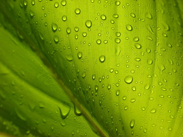 istock Drops at banana leaves in the sun 139380610