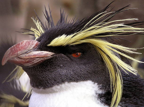 Nice hair!!! This is a picture of a Rockhopper penguin. perguins stock pictures, royalty-free photos & images