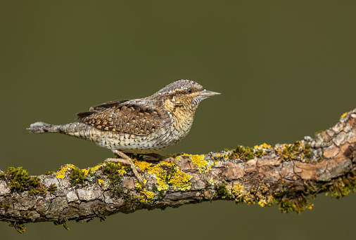 Eurasian wryneck (Jynx torquilla) perching on a branch covered with lichen and moss.