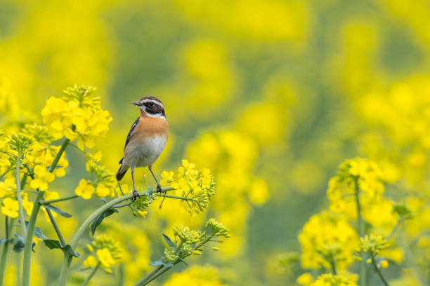 istock Male whinchat 1393807732