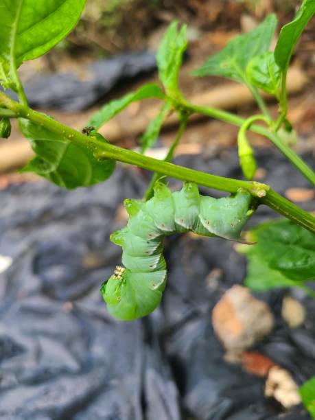 Tobacco hornworm Beautiful caterpillar caterpillar's nest stock pictures, royalty-free photos & images