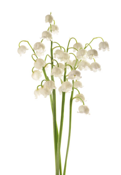 istock Lily of the valley 1393809715