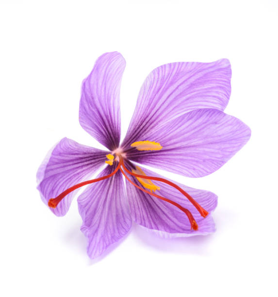 Saffron flower Saffron flower isolated on white background saffron plant stock pictures, royalty-free photos & images