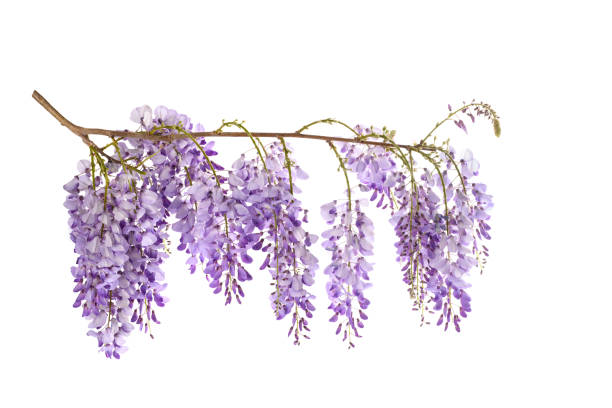 wisteria flowers - wisteria imagens e fotografias de stock