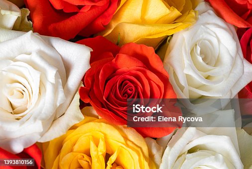 istock red, yellow and white roses in a bouquet. macro flowering rosebuds 1393810156