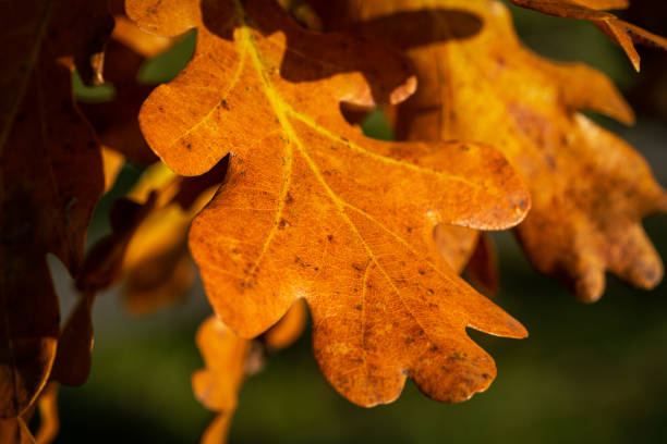 Oak leaf in autumn stock photo