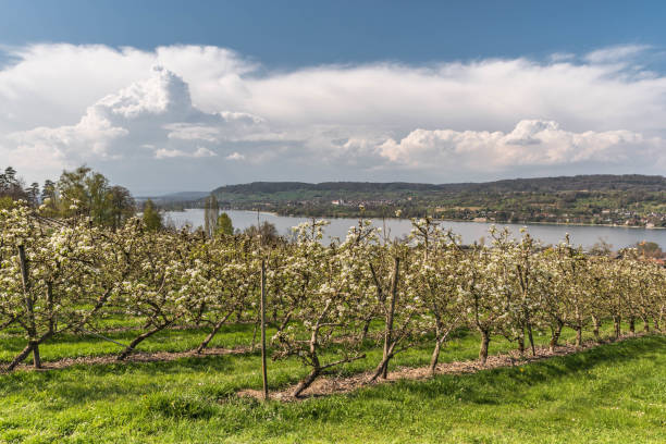 huerto de peras en flor en el lago de constanza, mammern, cantón de turgovia, suiza - thurgau fotografías e imágenes de stock