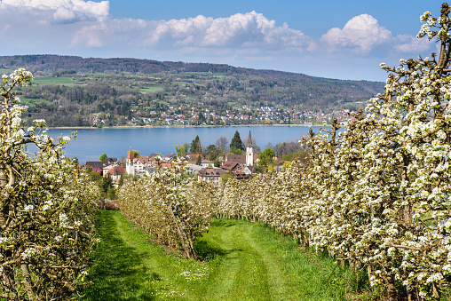 View from a blooming pear orchard to the town of Mammern, Lake Constance and the Hoeri peninsula.