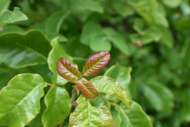 식물 식별을 위해 성숙한 녹색 독 오크 잎으로 둘러싸인 젊은 붉은 독 오크 잎 - 옻나무 뉴스 사진 이미지