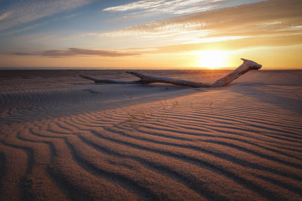 istock Drift wood on sand beach during sunset 1393811972