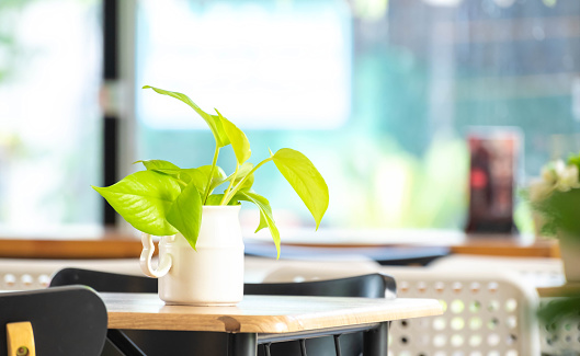 Beautiful green Spotted betel plant in white pot on wooden table at coffee shop background,air purifying tree,green aglonema tree,shop decoration