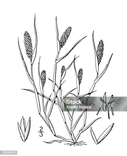 Ilustrasi Tanaman Botani Antik Heleochloa Schoenoides Rumput Ekor