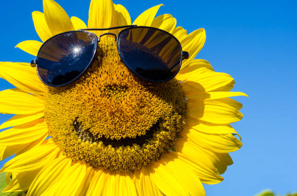 istock Sunflower with a smiling face in sunglasses (vacation, joy - concept) 1393819361