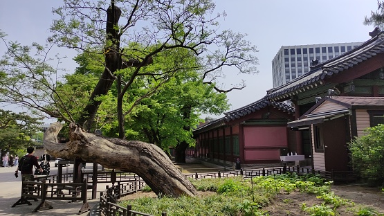 A tree at the back gate of Changgyeonggung Palace