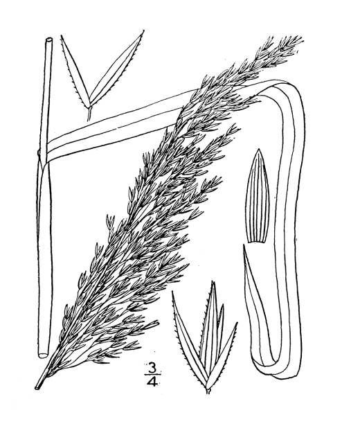 ilustrações, clipart, desenhos animados e ícones de ilustração antiga da planta botânica: cinna arundinacea, capim-cana-de-madeira - reedgrass
